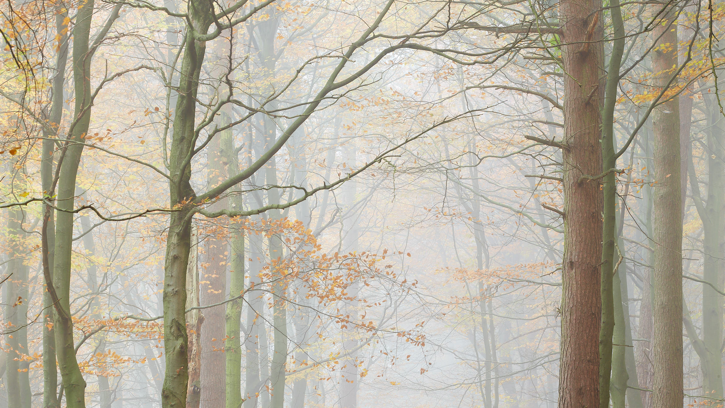 Autumn, Heatherdene / High Stone Gallery / © Ian Daisley