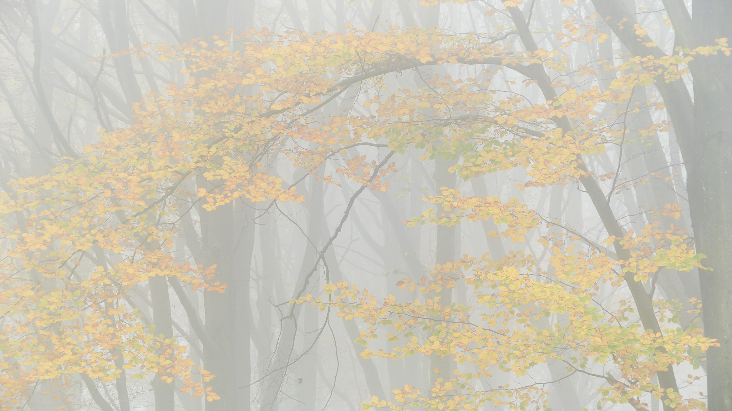 Beech leaves in mist #1 / High Stone Gallery / © Ian Daisley