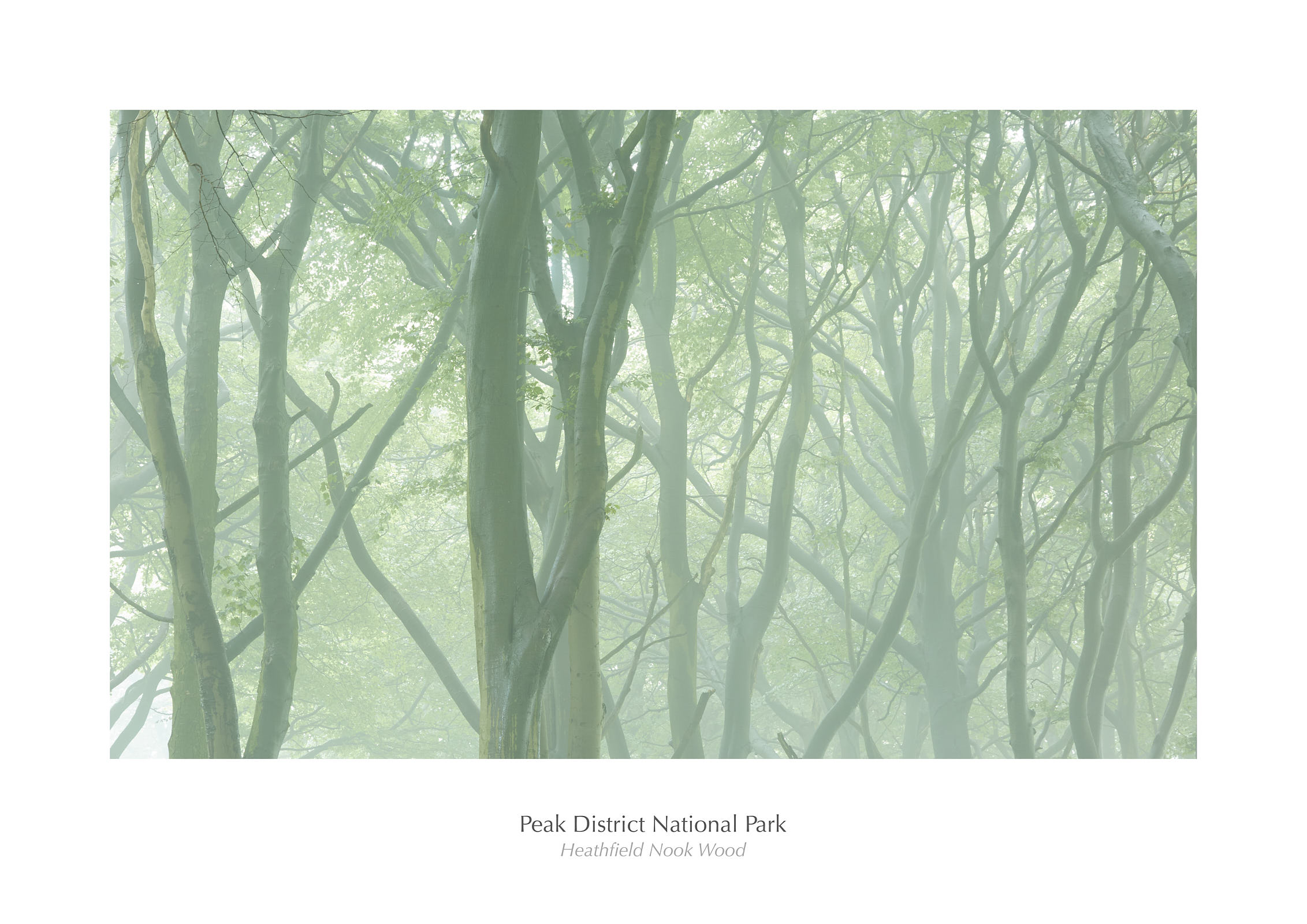 Heathfield Nook Wood