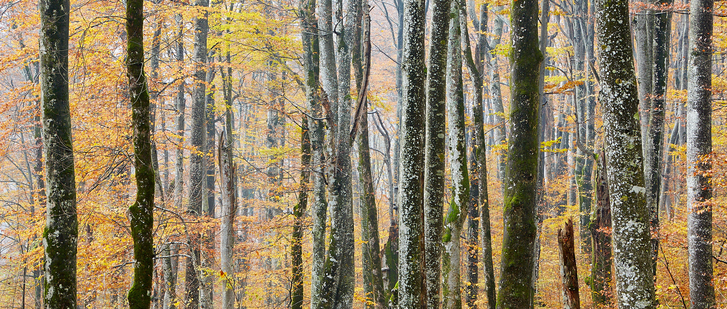 Through the Beech Trees / High Stone Gallery / © Ian Daisley