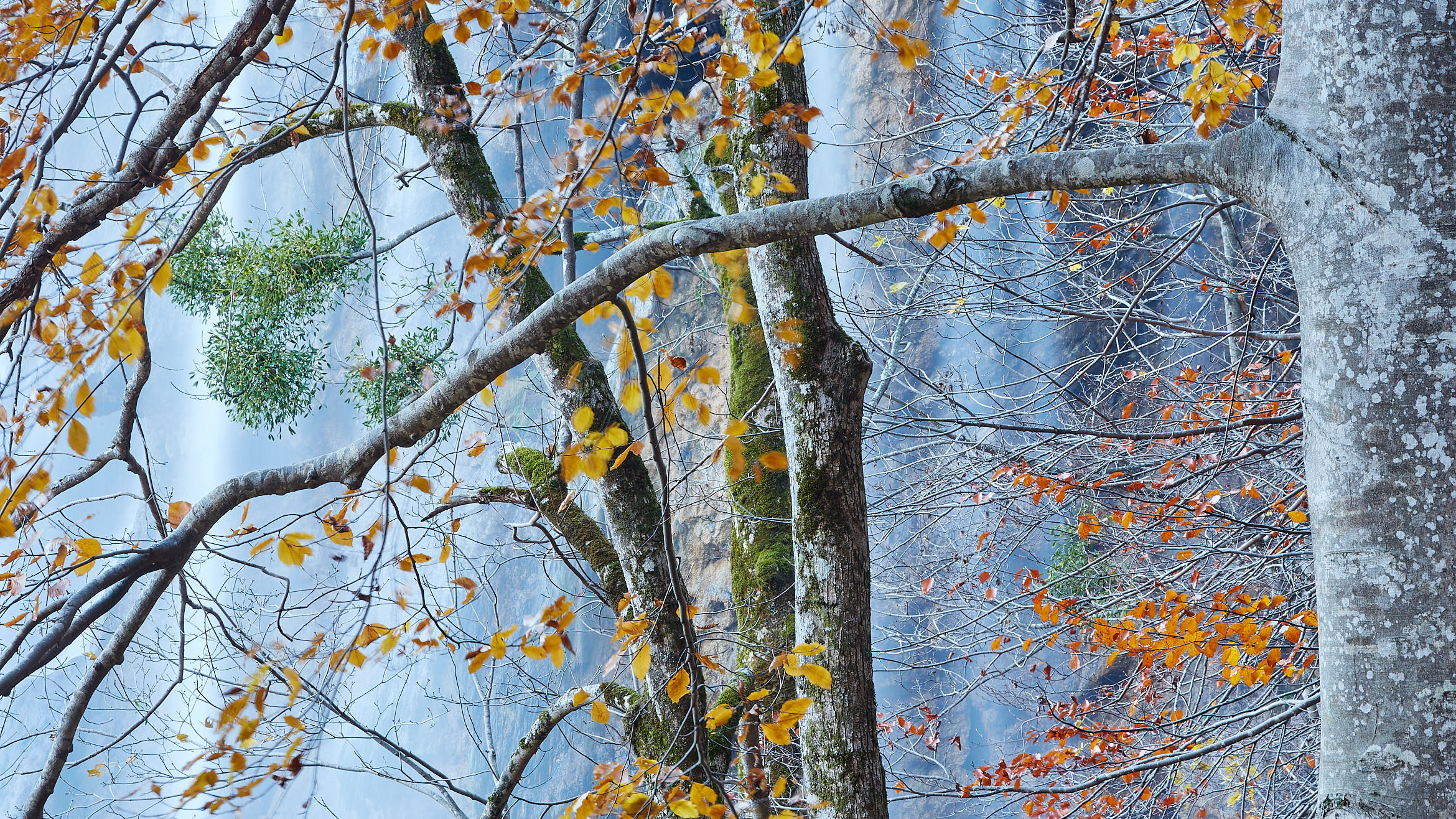 Mistletoe in the beech trees / High Stone Gallery / © Ian Daisley