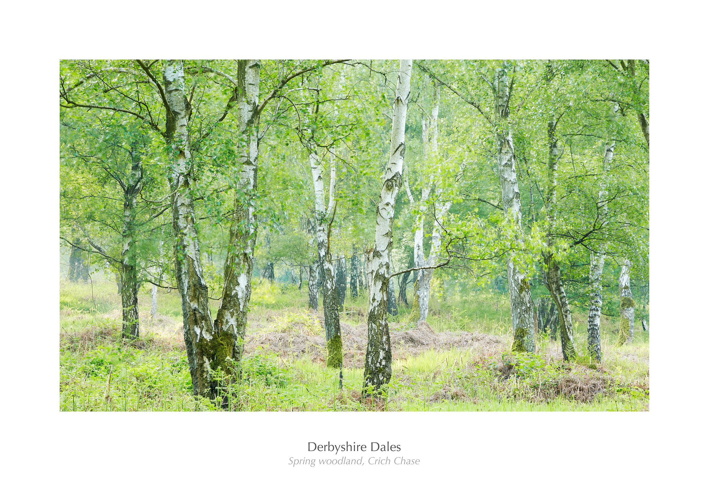 Spring woodland, Crich Chase