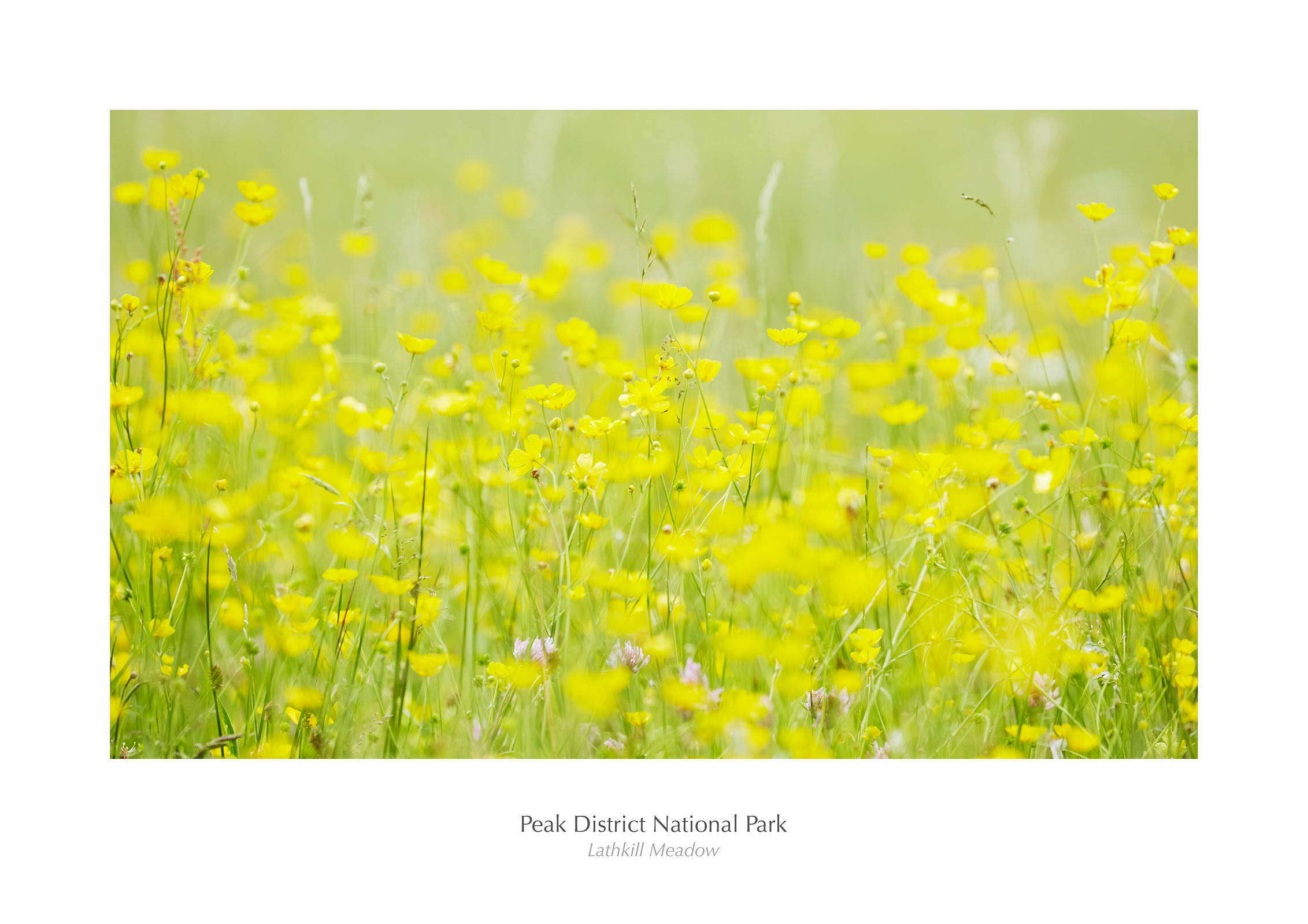 Lathkill Meadow