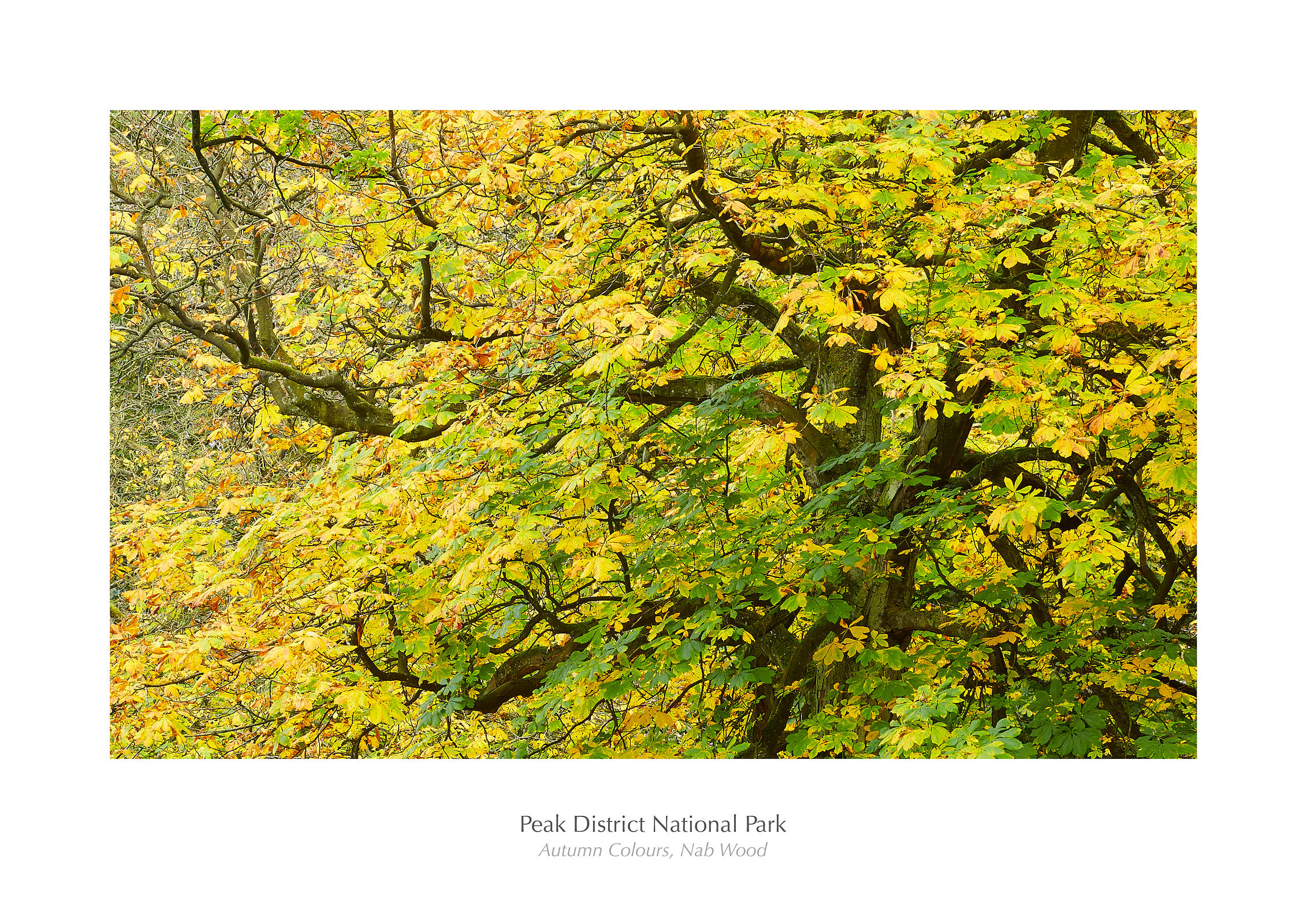 Autumn Colours - Nab Wood