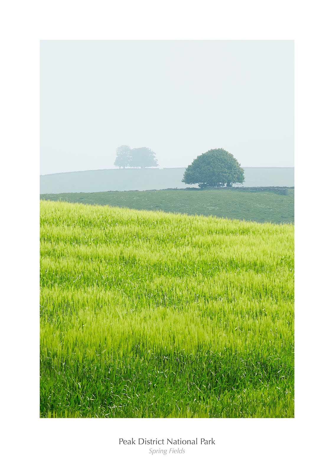 Spring Fields